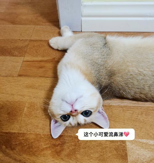 小猫打喷嚏并有黄鼻涕怎么办？常见原因及处理方法是什么？