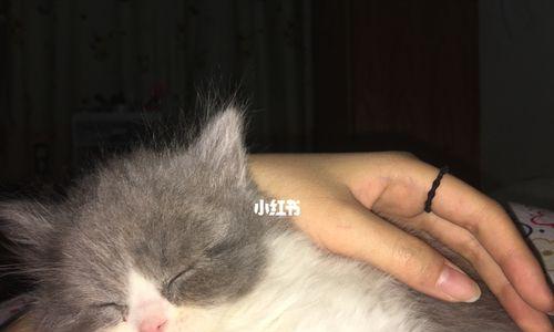 小猫打完疫苗后生病了怎么办？常见原因和处理方法是什么？