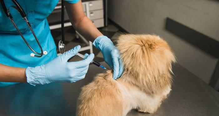 小猫打针应该打哪个部位？常见注射部位有哪些？