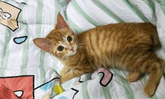 小猫肚子大是腹水么？如何判断和处理？