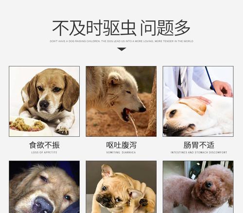小猫肚子里全是虫子怎么办？如何预防和治疗宠物寄生虫？