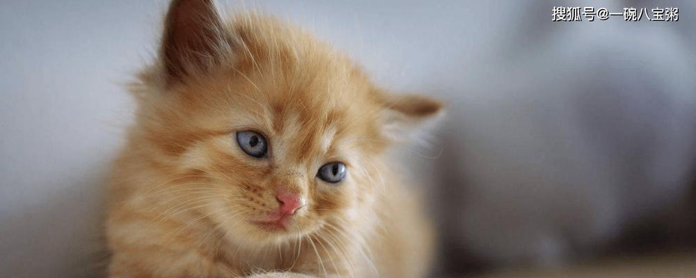 小猫对什么食物过敏？如何识别和处理宠物食物过敏？