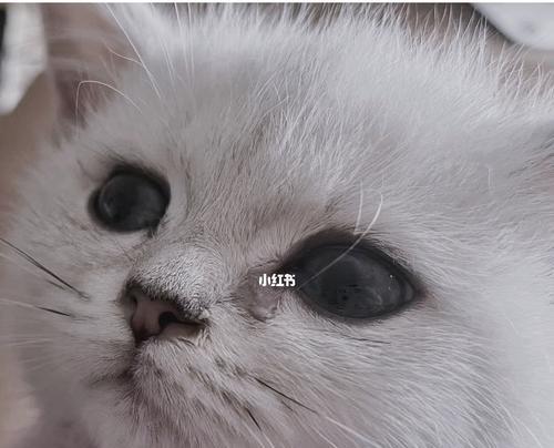 小猫感染呼吸道病毒怎么办？症状和治疗方法是什么？