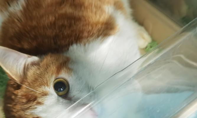小猫感染呼吸道病毒怎么办？症状和治疗方法是什么？
