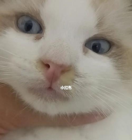 小猫感染呼吸道病毒怎么办？症状和治疗方法是什么？