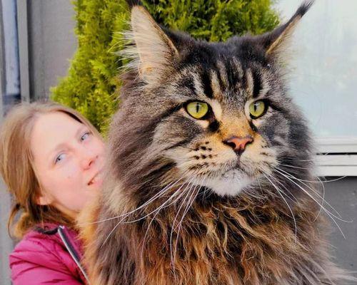小猫刚出生大猫不管怎么办？如何人工照顾新生小猫？