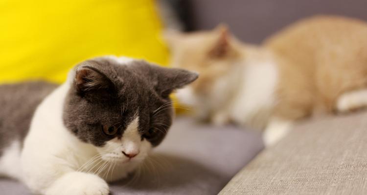 小猫刚到新家不爱吃？如何让它适应新环境并开始进食？