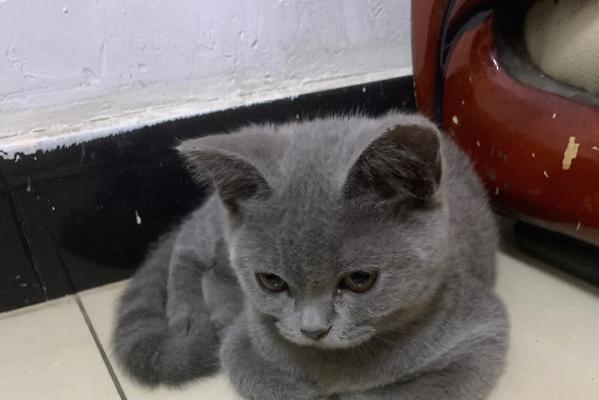 小猫刚到新家不爱吃？如何让它适应新环境并开始进食？