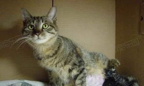 小猫肛门外翻怎么办？如何正确处理和预防？