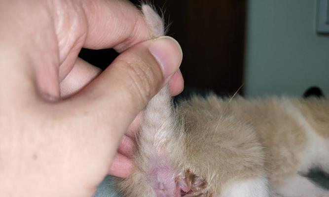 小猫肛门外翻怎么办？如何正确处理和预防？