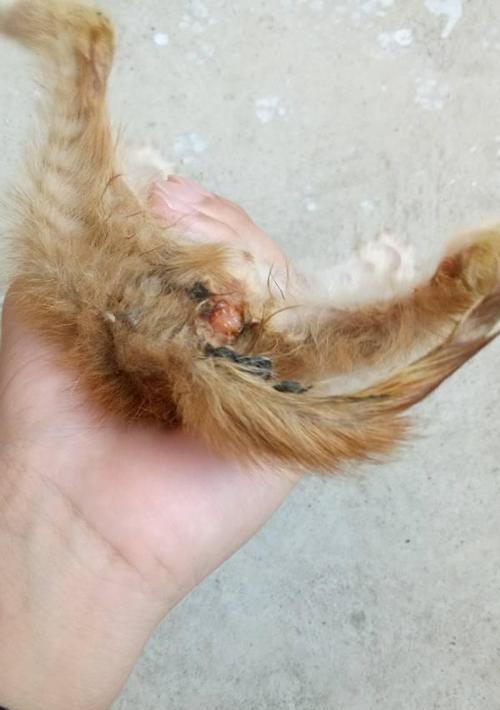 小猫肛门外翻怎么办？如何正确处理和预防？