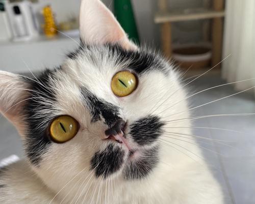 小猫胡子断了怎么办？会影响它的日常生活吗？