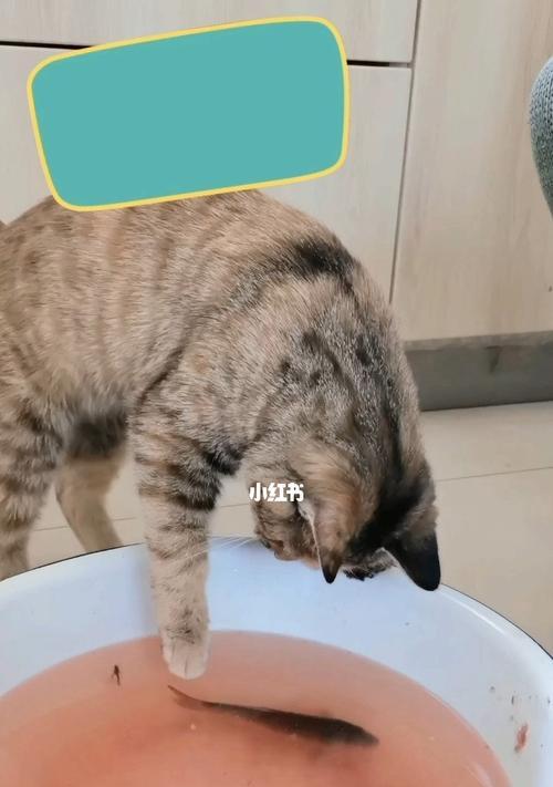 小猫吃生鱼肉安全吗？对健康有什么影响？
