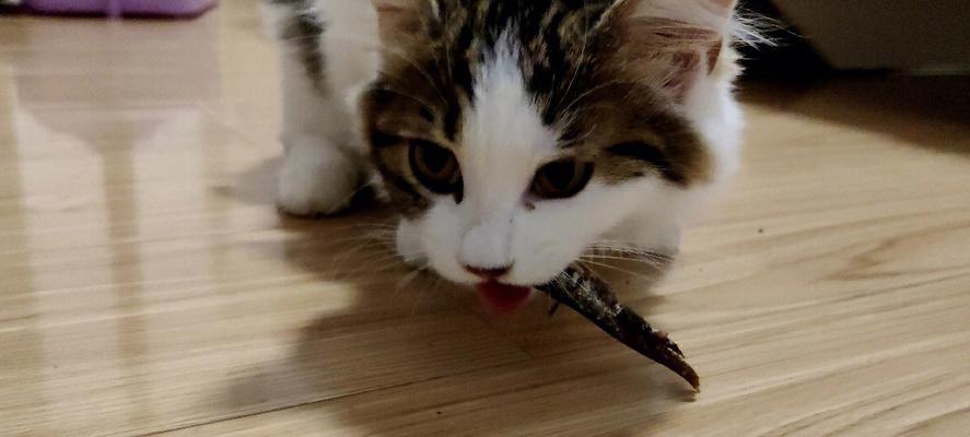 小猫吃生鱼肉安全吗？对健康有什么影响？
