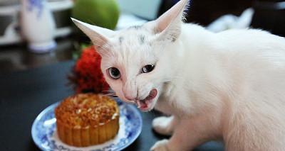 小猫吃蒸鸡蛋的好处与注意事项？