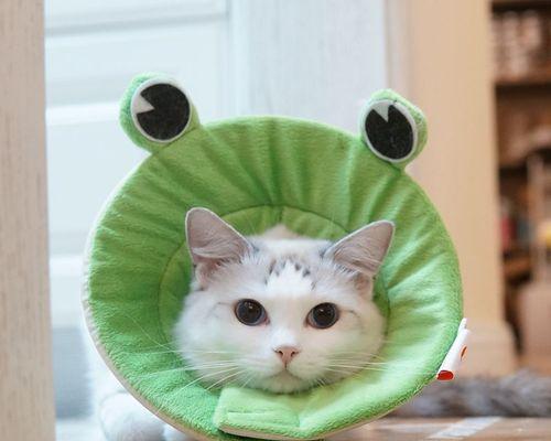 小猫老舔伊丽莎白圈是怎么回事？如何解决？