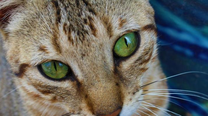 小猫两只眼睛颜色不同是怎么回事？可能的原因有哪些？