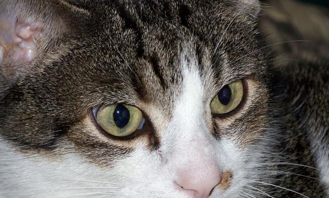 小猫两只眼睛颜色不同是怎么回事？可能的原因有哪些？