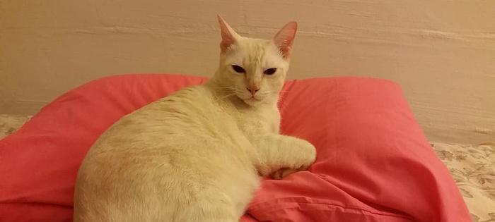 小猫流红色眼泪应该用什么药？如何正确处理？