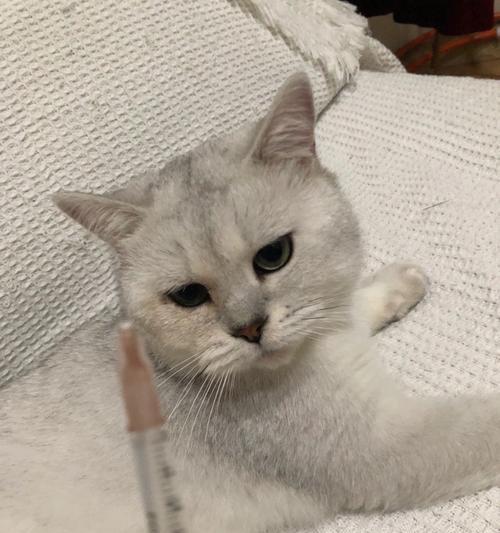 小猫猫什么时候打针？疫苗接种时间表及注意事项是什么？