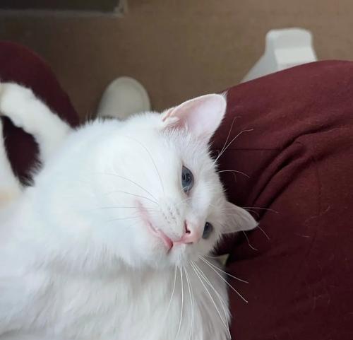 小猫没精神呼吸急促怎么办？可能的原因和应对措施是什么？