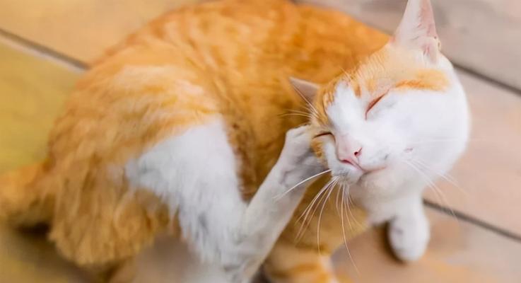 小猫驱虫要注意什么？正确驱虫的步骤和注意事项是什么？