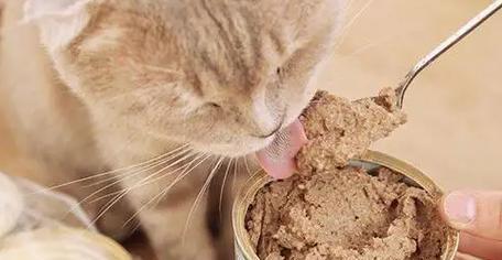 小猫食欲不振但精神状态良好是怎么回事？