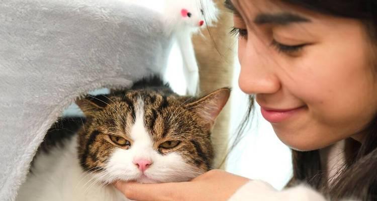 小猫食欲不振但精神状态良好是怎么回事？