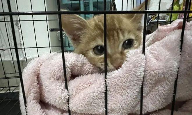 小猫送养后母猫会伤心吗？如何减轻母猫的分离焦虑？
