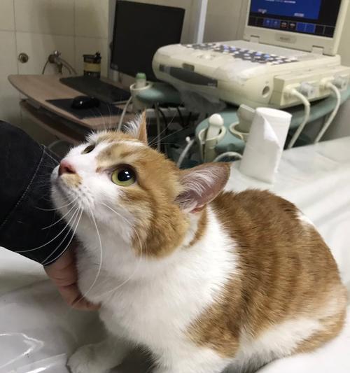 小猫吐虫子是什么原因？如何处理和预防？