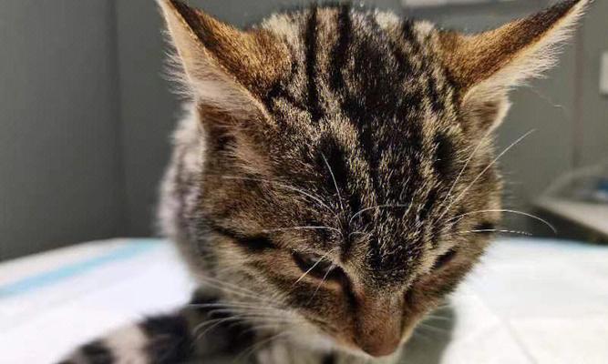 小猫携带猫瘟不发病是怎么回事？如何预防和处理？