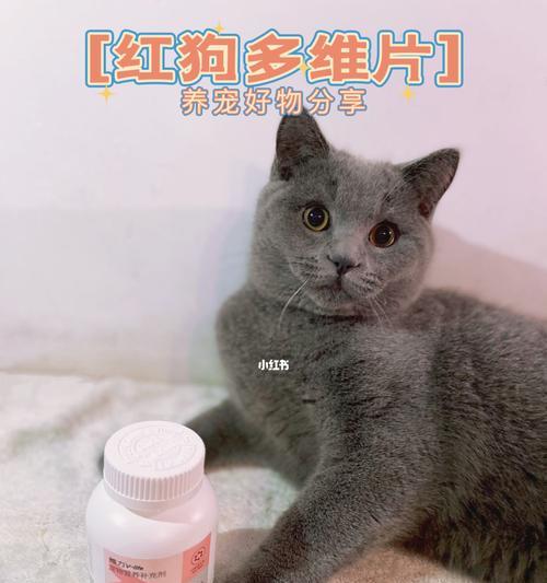 小猫需要什么营养品？如何为宠物猫选择合适的补充品？
