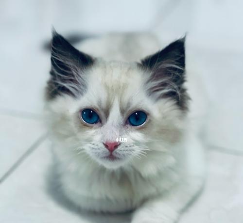 小猫眼睛流泪打喷嚏是怎么回事？如何处理？