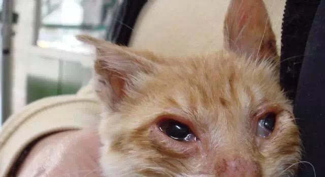 小猫眼睛流泪眼屎多怎么办？可能的原因和解决方法是什么？