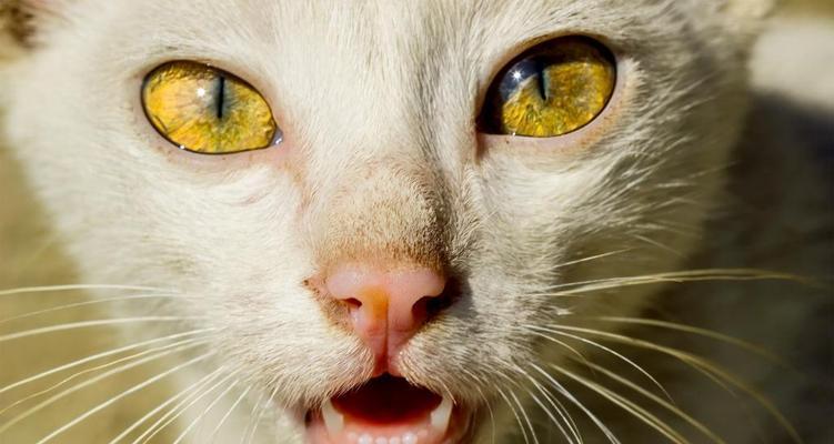 小猫眼睛膜脱落是怎么回事？如何处理？