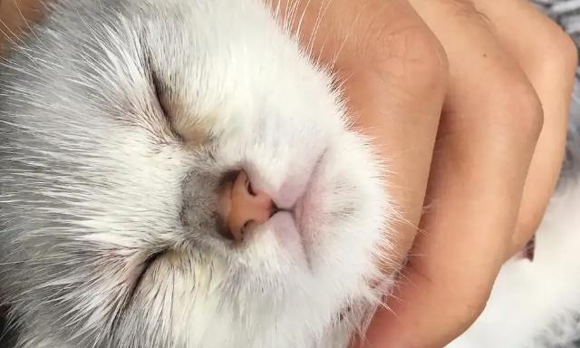 小猫眼屎多是怎么回事？如何处理小猫眼屎问题？