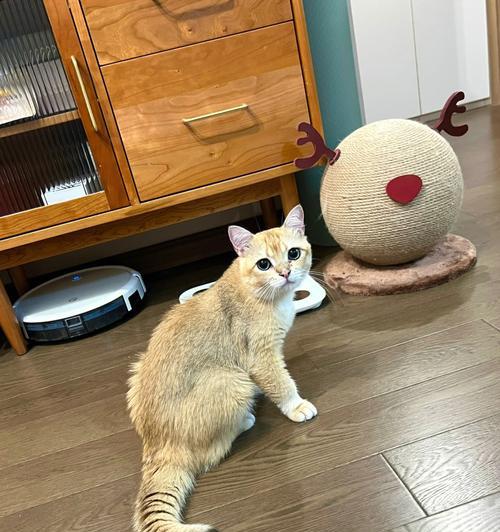小猫越来越瘦怎么办？可能的原因和解决方法是什么？