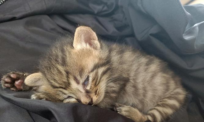 小猫越来越瘦怎么办？可能的原因和解决方法是什么？