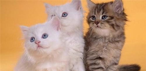 小猫最贵多少钱一只？购买高价猫咪需要注意什么？
