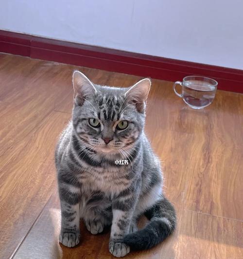 小猫匍匐着哼哼唧唧是什么意思？常见原因有哪些？
