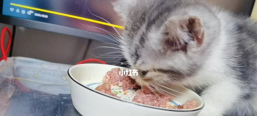 小猫咪不吃泡软猫粮怎么办？如何解决？