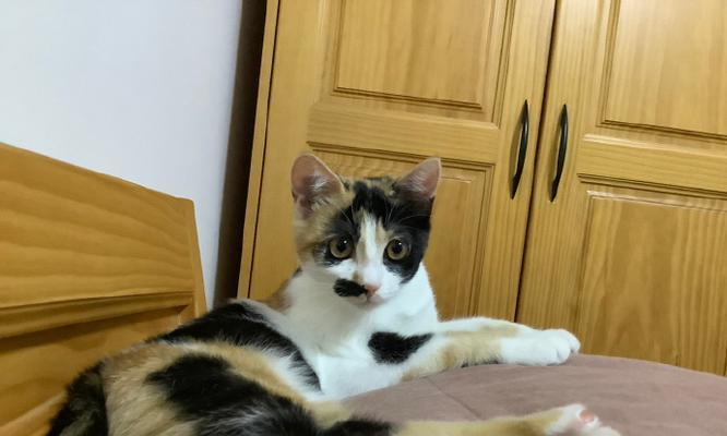 小猫咪刚到家一直叫怎么办？如何快速安抚新宠物？