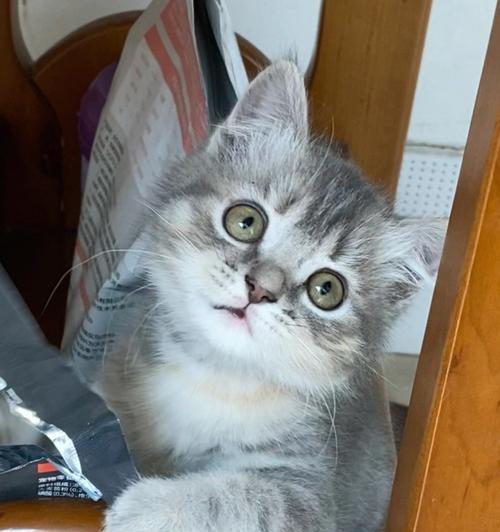 小猫咪下巴肿怎么办？如何快速识别和处理？
