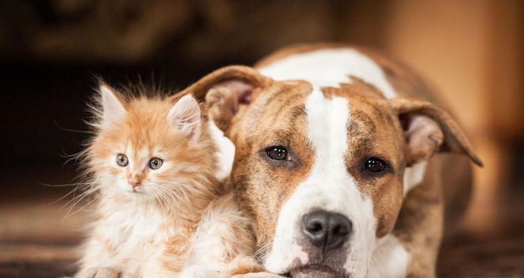 小猫咪走路图片大全在哪里找？如何下载使用？