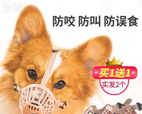 训练狗狗吃饭要等待？如何培养狗狗耐心等待用餐？