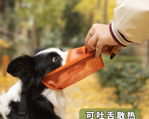 训练狗狗吃饭要等待？如何培养狗狗耐心等待用餐？