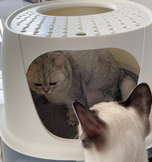 如何训练猫咪使用蹲厕？训练猫咪上厕所蹲厕的常见问题有哪些？