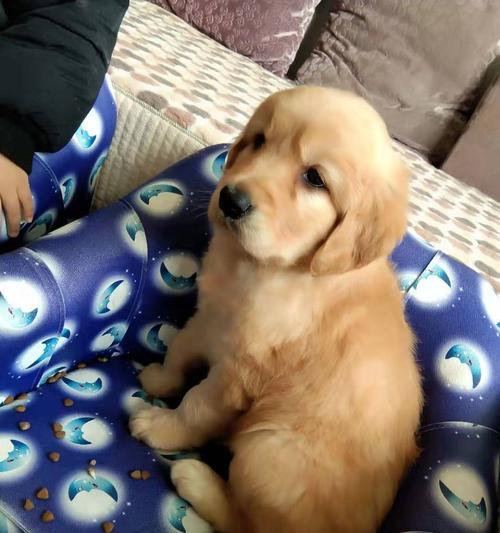 一个月大的狗狗拉虫怎么办？常见原因和处理方法是什么？