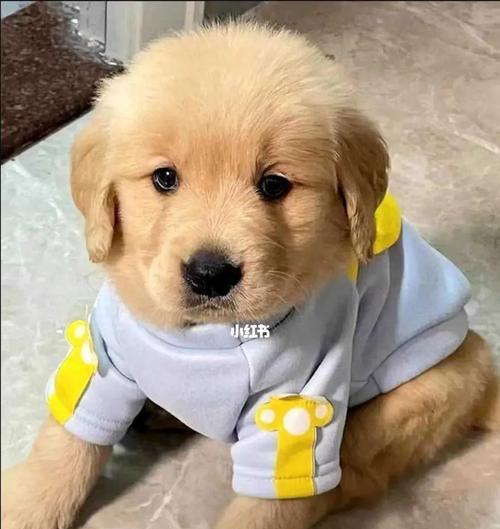 一个月的小狗好养吗？新手养小狗需要注意什么？