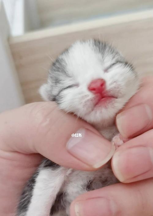 一个月的小猫不排便怎么办？可能的原因和解决方法是什么？